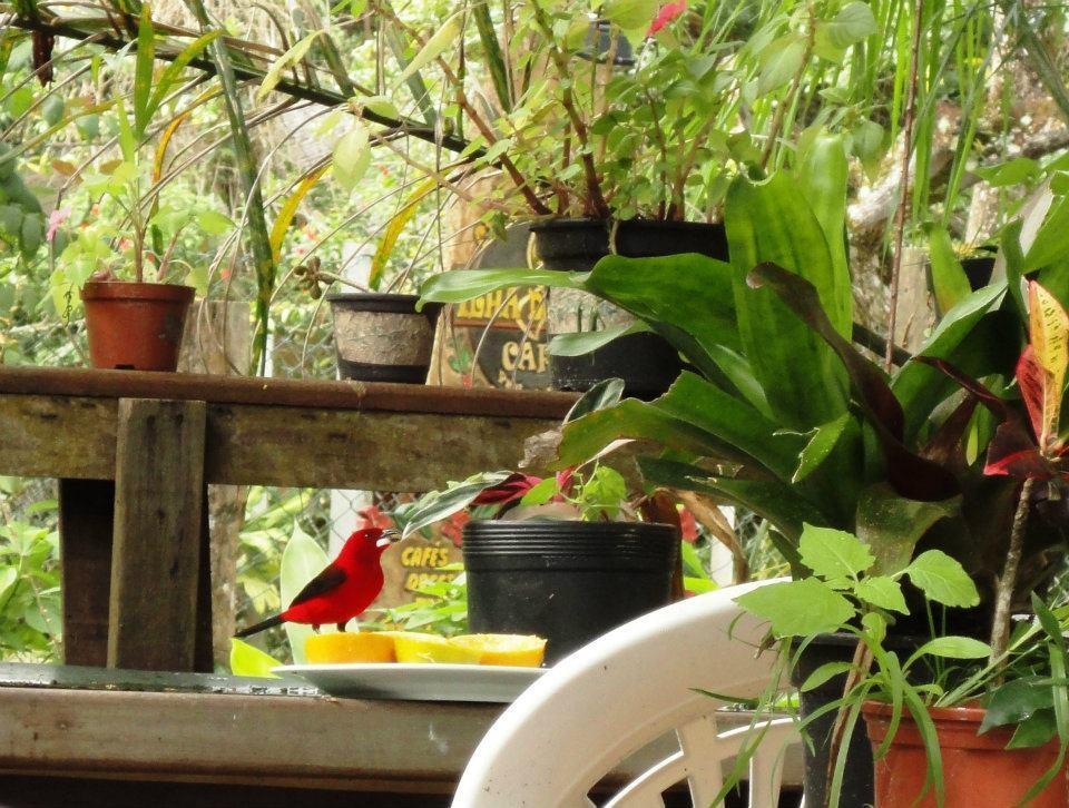 Pousada Beehouse Paranagua Bagian luar foto